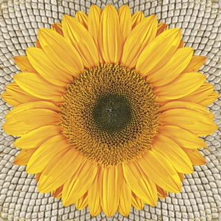 Serviete za decoupage Sunflower on Seeds - 1 kos