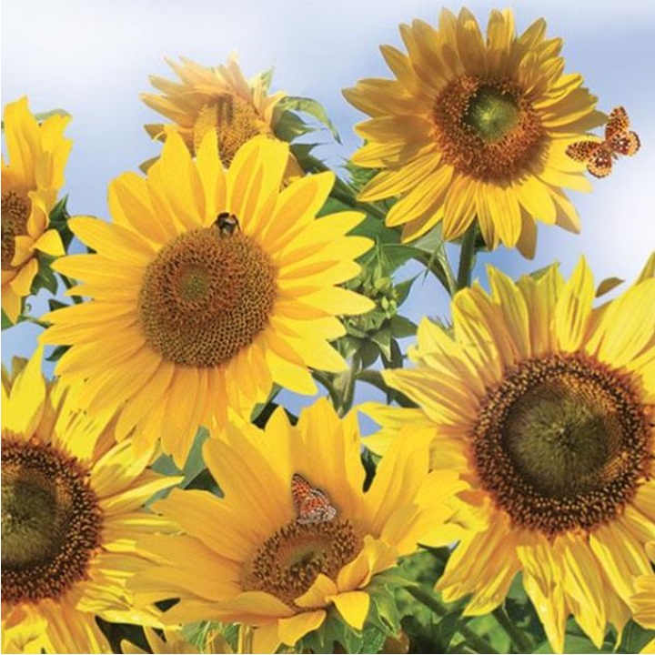 Serviete za decoupage Sunflowers in the Sky - 1 kos