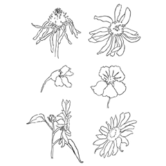 Transparentne štampiljke - travniško cvetje