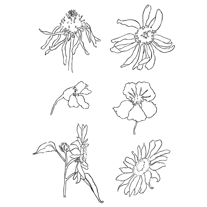 Transparentne štampiljke - travniško cvetje